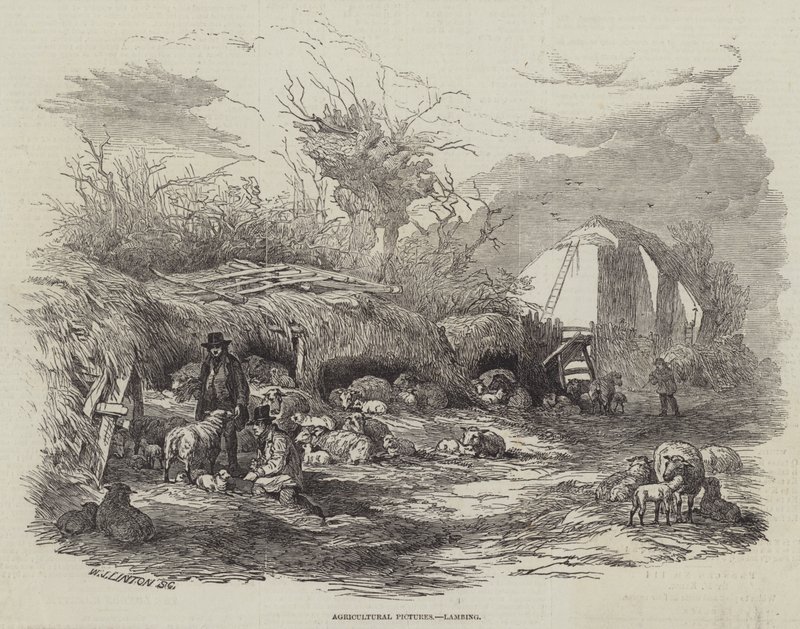 Tarım Resimleri, Kuzulama by William James Linton
