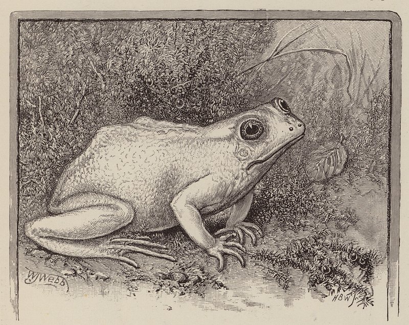  by William James Webbe