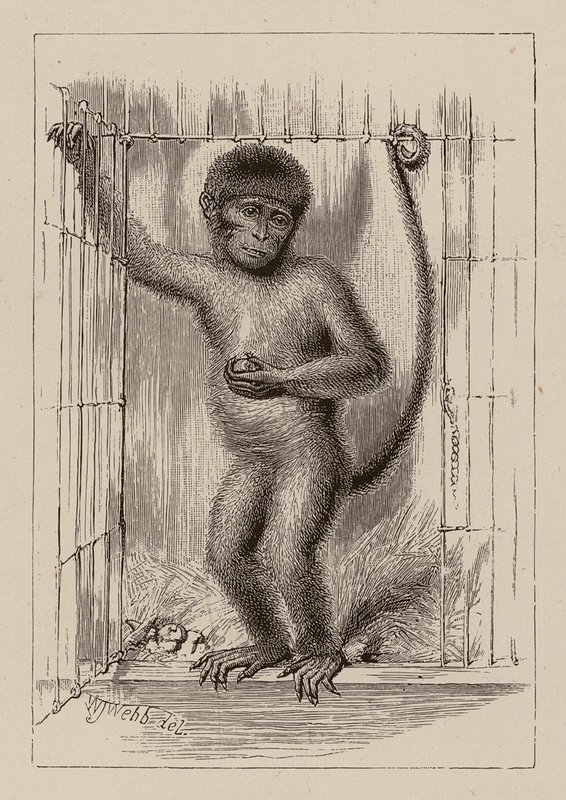  by William James Webbe