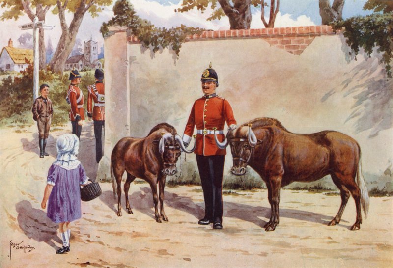 Wildebeestes (veya Beyaz Kuyruklu Gnu), Güney Galler Borderers