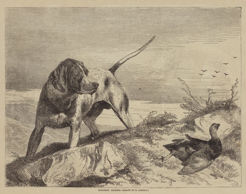Yaralı Orman Tavuğu by after Richard Ansdell