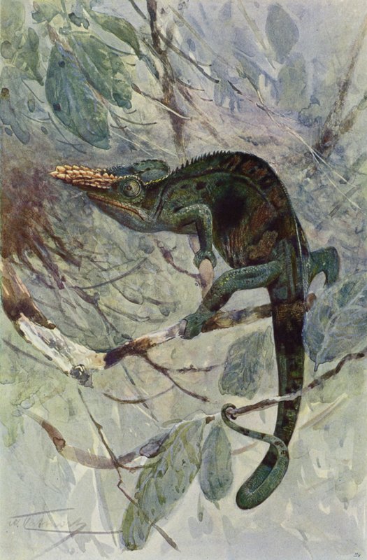 Afrika Bukalemunu by after Wilhelm Kuhnert