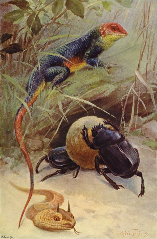 Agama, Boynuzlu Engerek ve Kutsal Böcek by after Wilhelm Kuhnert