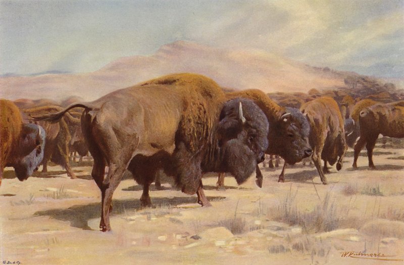 amerikan bizonu by after Wilhelm Kuhnert