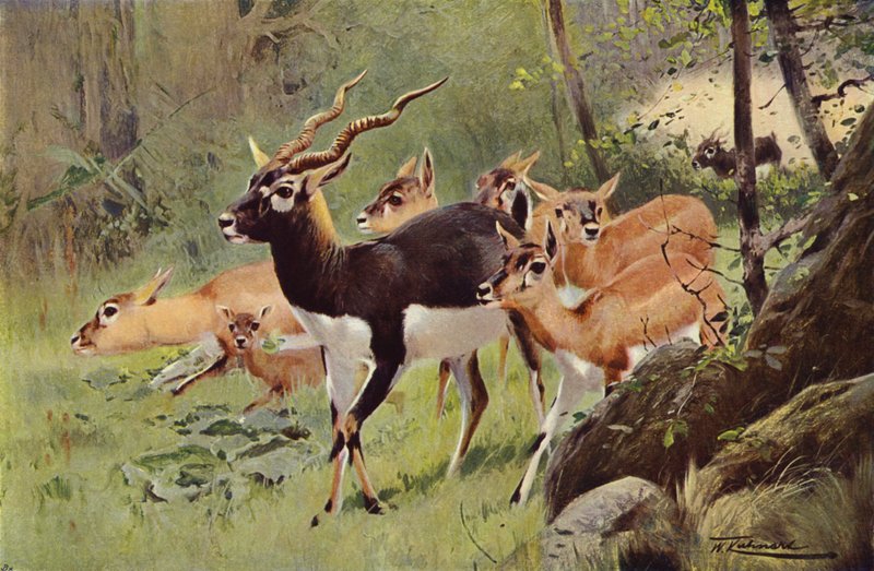 Siyah-Buck by after Wilhelm Kuhnert