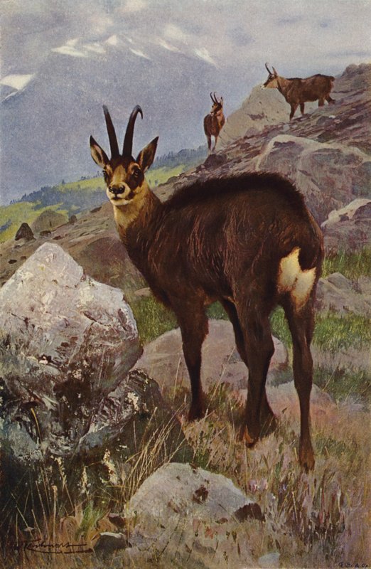 Güderi by after Wilhelm Kuhnert