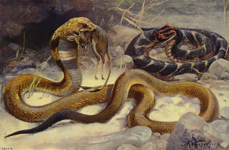Kobra ve Puf Toplayıcı by after Wilhelm Kuhnert