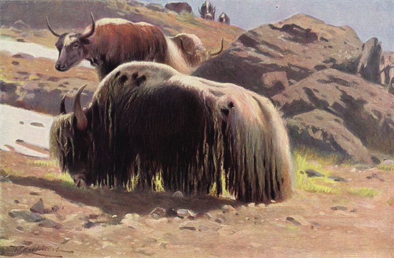 evcil Yak by after Wilhelm Kuhnert