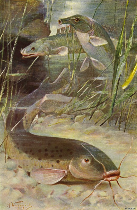 Elektrikli Yayın Balığı, Bichir, Trunkfish by after Wilhelm Kuhnert