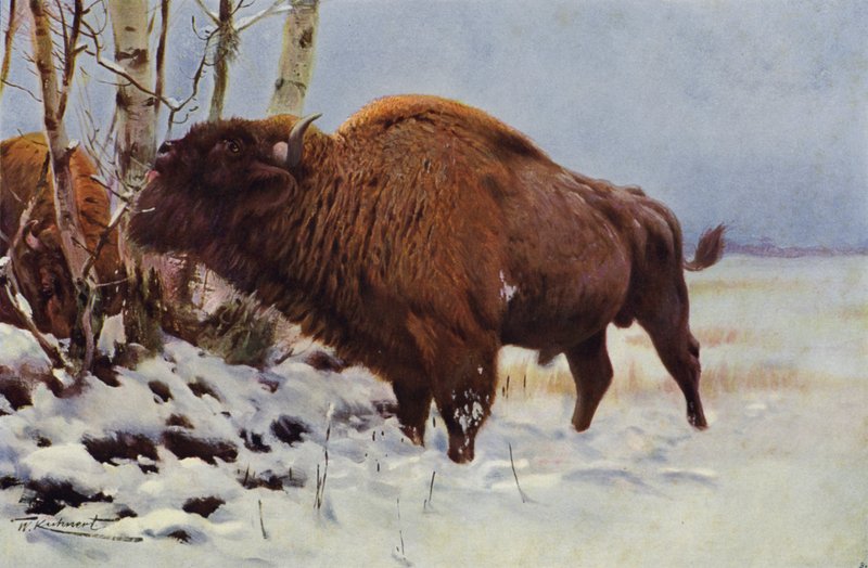 avrupa bizonu by after Wilhelm Kuhnert