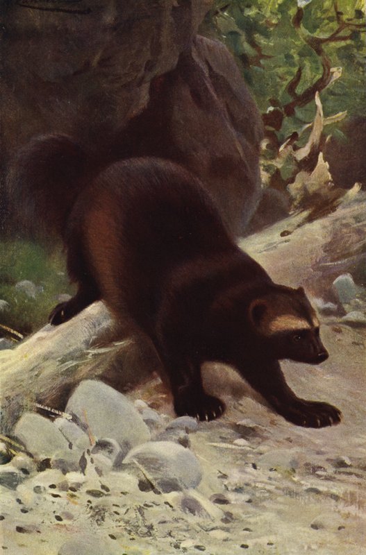 Obur veya Wolverine by after Wilhelm Kuhnert