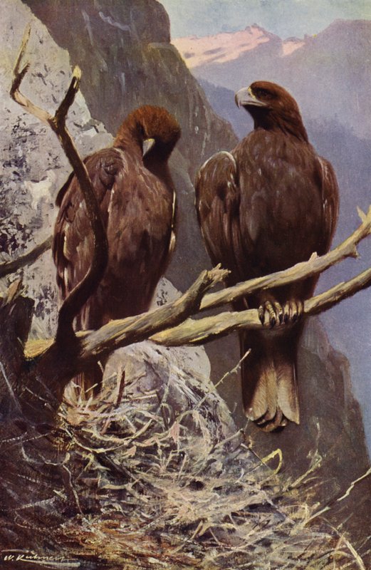 altın Kartal by after Wilhelm Kuhnert