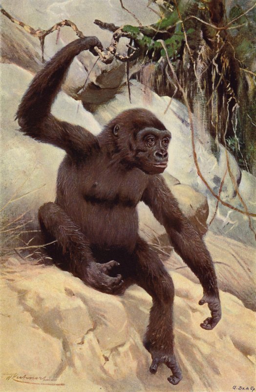 Goril by after Wilhelm Kuhnert