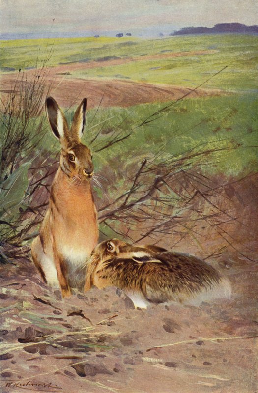 tavşan by after Wilhelm Kuhnert