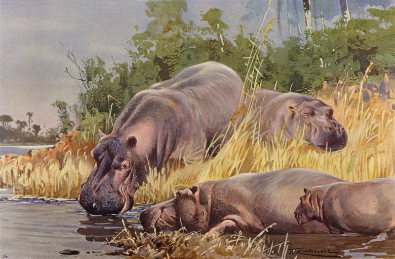 su aygırı by after Wilhelm Kuhnert