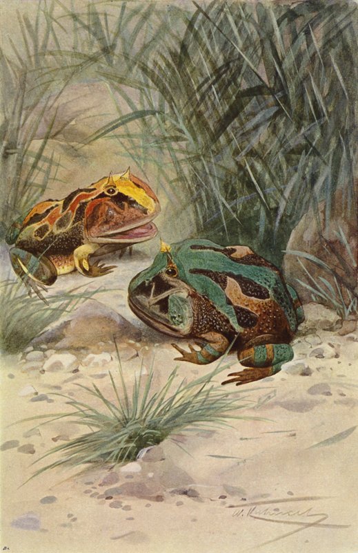 Boynuzlu Kurbağa by after Wilhelm Kuhnert
