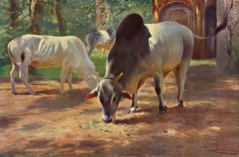 Hint Kamburlu Sığır by after Wilhelm Kuhnert