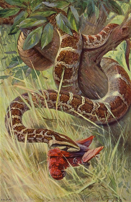 Hint pitonu by after Wilhelm Kuhnert