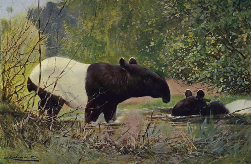 Hint tapiri by after Wilhelm Kuhnert