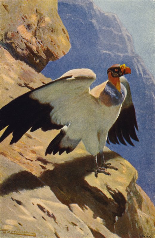 kral akbaba by after Wilhelm Kuhnert