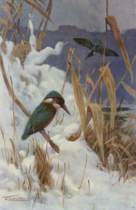 yalıçapkını by after Wilhelm Kuhnert