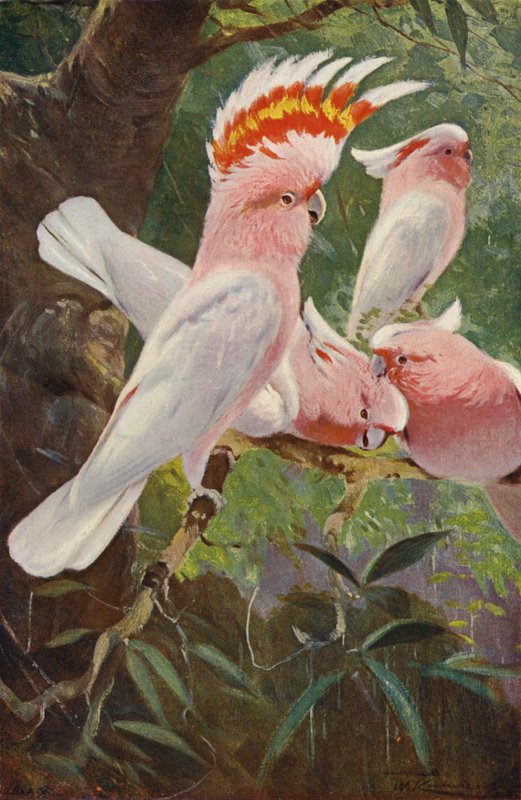 Öncü Kakadu by after Wilhelm Kuhnert