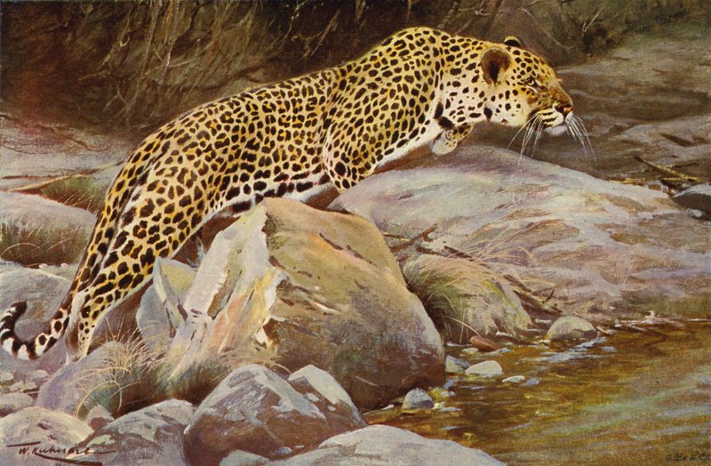 Leopar by after Wilhelm Kuhnert