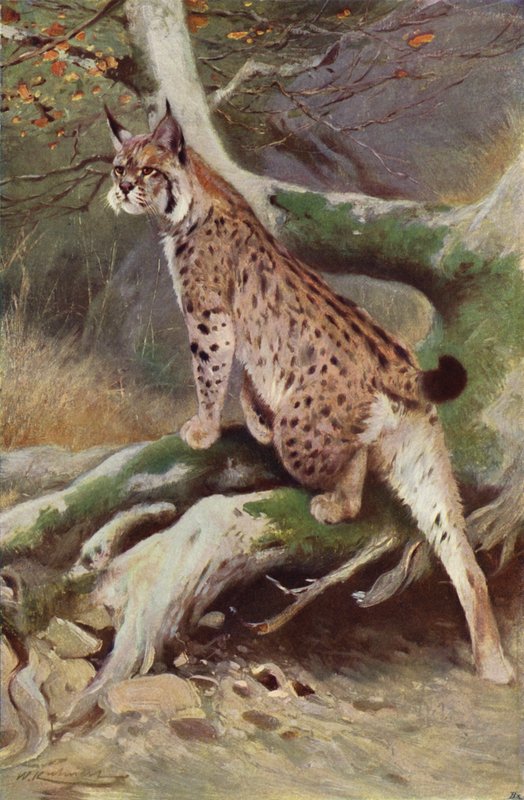 vaşak by after Wilhelm Kuhnert