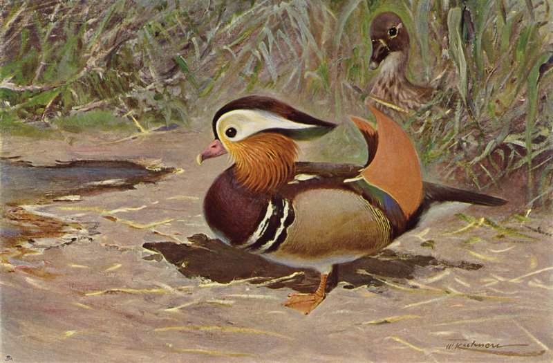 mandalina ördeği by after Wilhelm Kuhnert