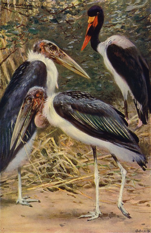 Marabu ve Jabiru by after Wilhelm Kuhnert