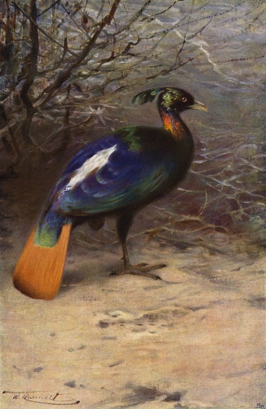 monal by after Wilhelm Kuhnert