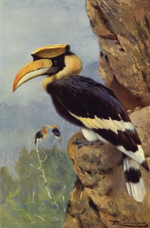 alaca boynuzgaga by after Wilhelm Kuhnert