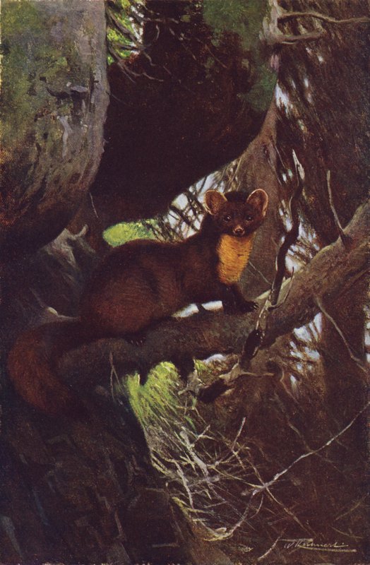 çam sansarı by after Wilhelm Kuhnert