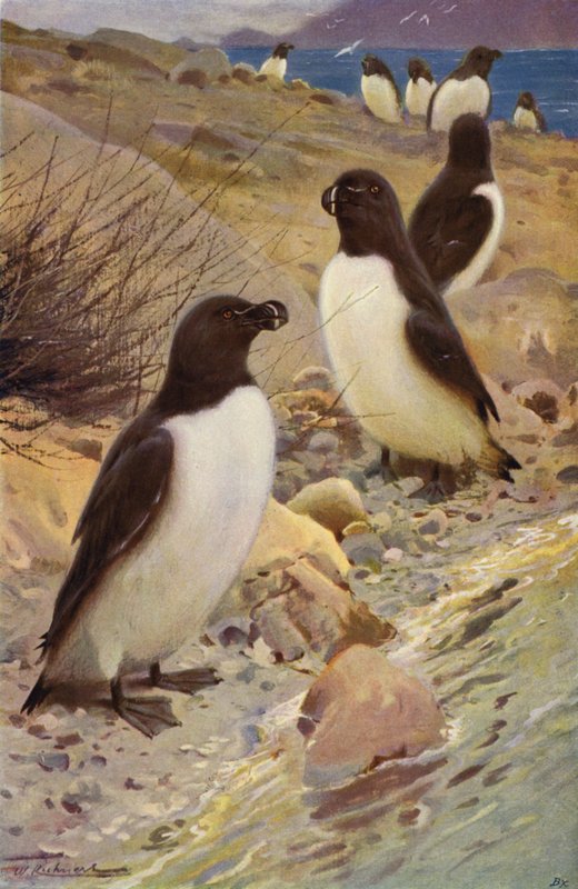 ustura gagalı by after Wilhelm Kuhnert