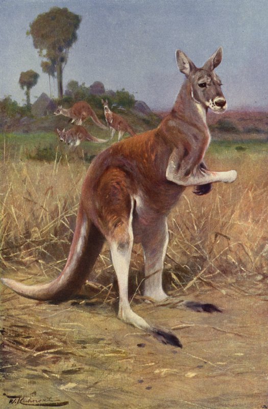 kırmızı kanguru by after Wilhelm Kuhnert