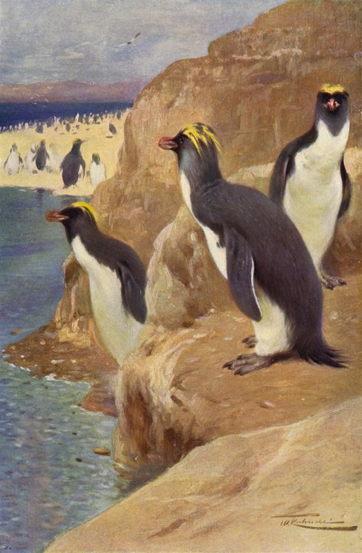 kaya pengueni by after Wilhelm Kuhnert