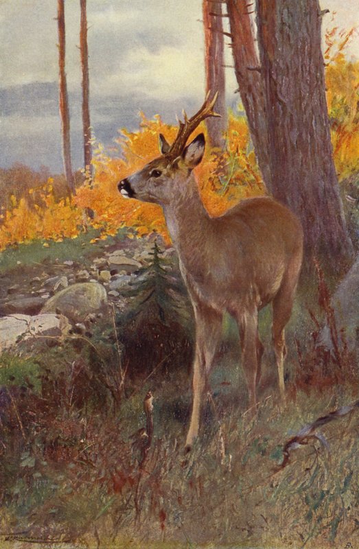 Karaca by after Wilhelm Kuhnert