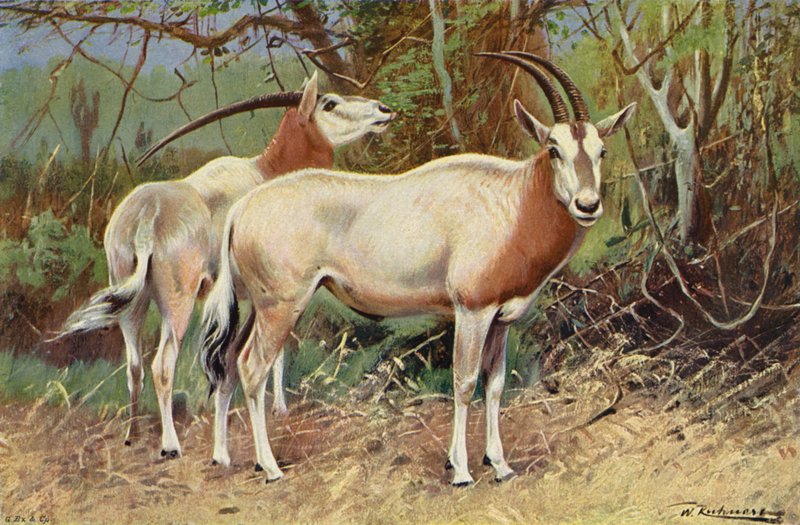 samur antilop by after Wilhelm Kuhnert