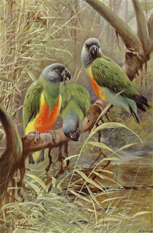 Senegal Papağanı by after Wilhelm Kuhnert