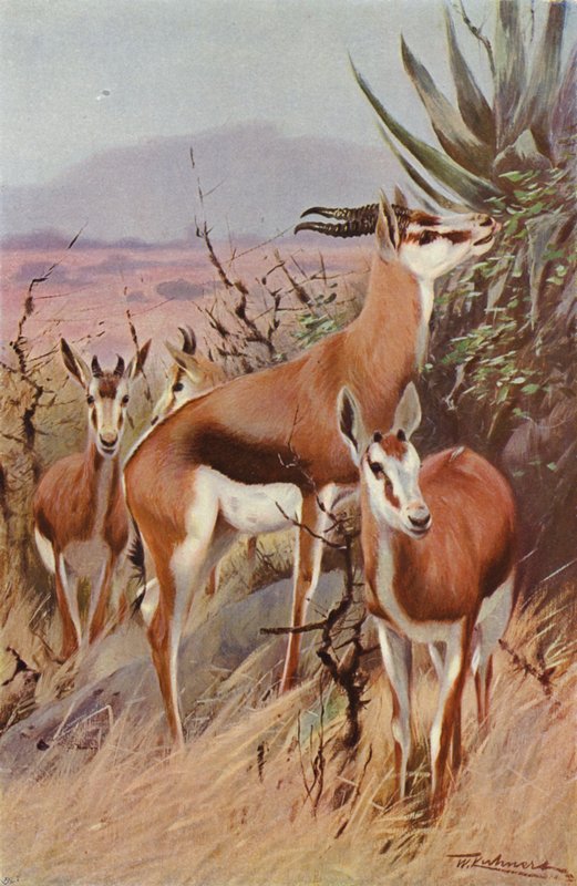 bahar bok by after Wilhelm Kuhnert