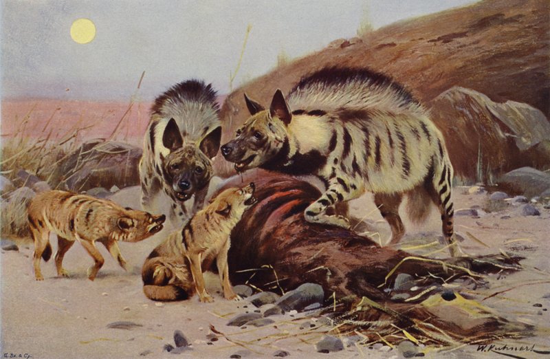 Çizgili Sırtlan ve Çakal by after Wilhelm Kuhnert