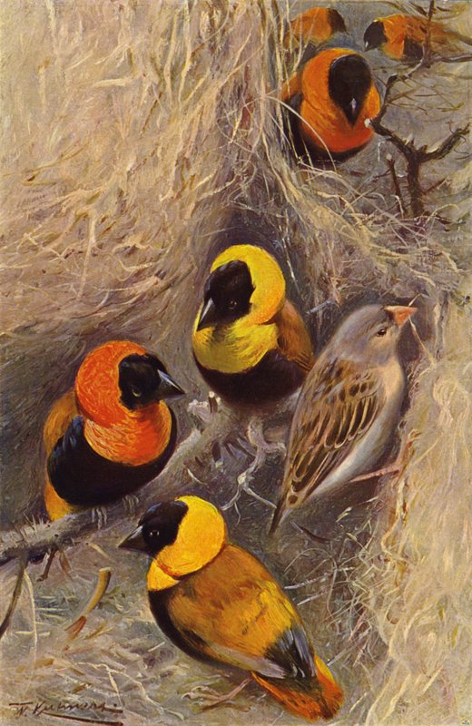 dokumacı kuşlar by after Wilhelm Kuhnert