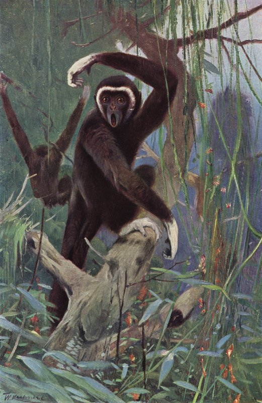 Ak Elli Gibbon by after Wilhelm Kuhnert