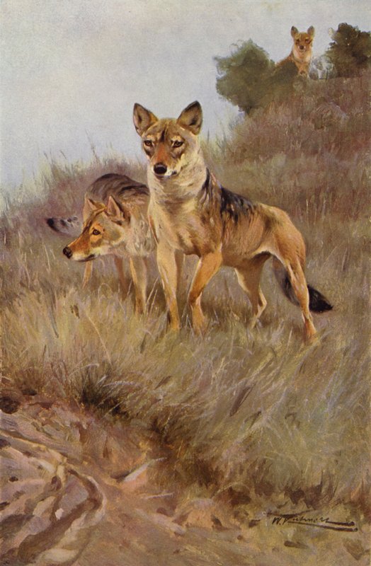 Kurt by after Wilhelm Kuhnert